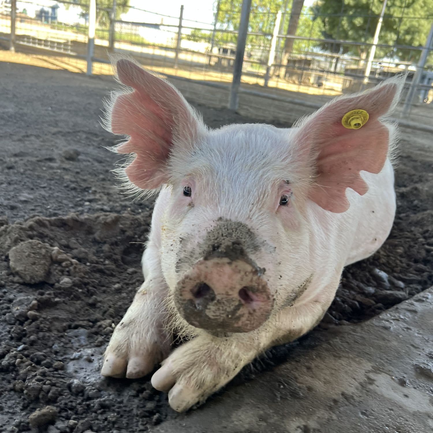 Gerold the pig background